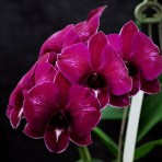 Dendrobium Airy Red Dragon 